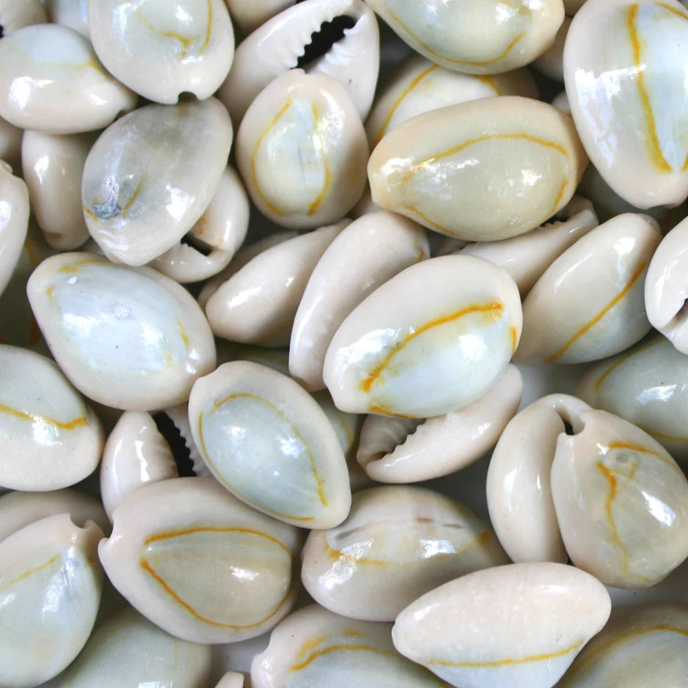 Wholesale seashells and sea life